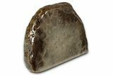 Free-Standing, Petoskey Stone (Fossil Coral) Section - Michigan #356998-2